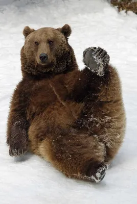 Где твои соседи, бурые медведи? - Новости - Общественно-политическая газета  «Северная звезда»