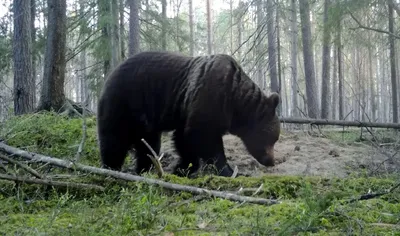 На Сахалине проснулись медведи: в каких районах можно встретить косолапого  и как себя вести - Новости Сахалинской области - astv.ru