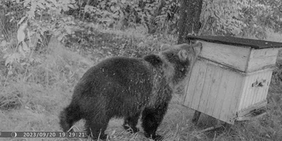 Последний Полярный Медведь — стоковые фотографии и другие картинки Полярный  медведь - Полярный медведь, Изменение климата, Лёд - iStock