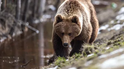 В Саракташском и Кваркенском районах медведи вышли в села - Газета  \"Оренбуржье\"