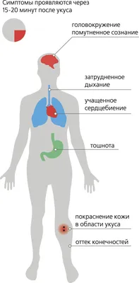 Укус змеи: как выглядит, симптомы и первая помощь