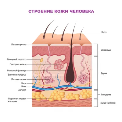 Потница - причины появления, симптомы заболевания, диагностика и способы  лечения