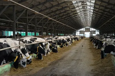 Минсельхоз Самарской области помогает молочным хозяйствам повысить качество  продукции и улучшить дойное стадо | СОВА - главные новости Самары