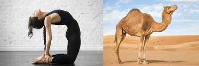 Поза верблюда. Уштрасана – Позы йоги для начинающих. | Йога для начинающих,  Йога, Позы йоги