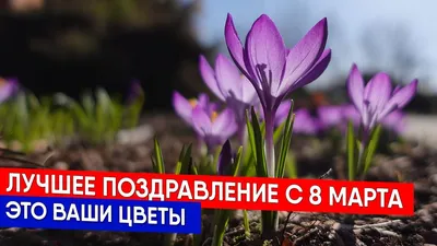 Открытка: Поздравляю с 8 марта! Желтые нарциссы в ведёрке. | Нарциссы, Цветы  на рождение, Праздничные открытки