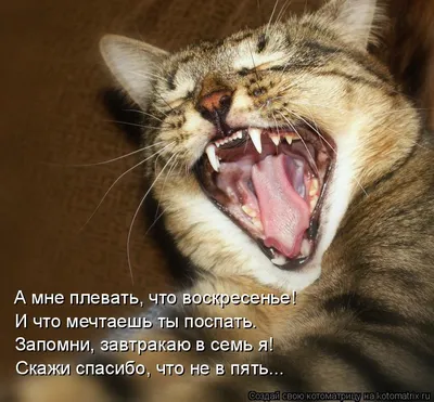 Котоматрица: Лучшие за всё время