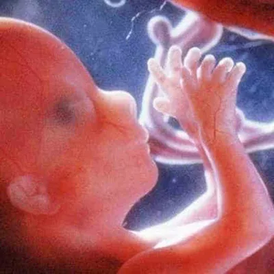 10 невероятных фото о том, как развивается плод в утробе матери