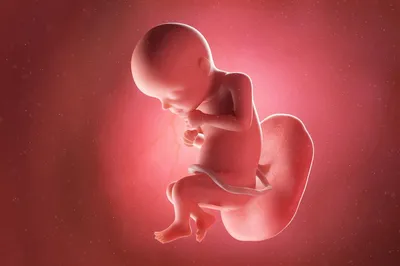 28 недель беременности: фото и развитие плода, состояние матери