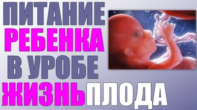 КАК ПИТАЕТСЯ МАЛЫШ В ЖИВОТЕ | Питание плода в утробе матери | Какие  элементы важны для эмбриона - YouTube