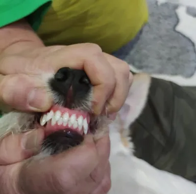 Сколько зубов должно быть у вашей собаки?