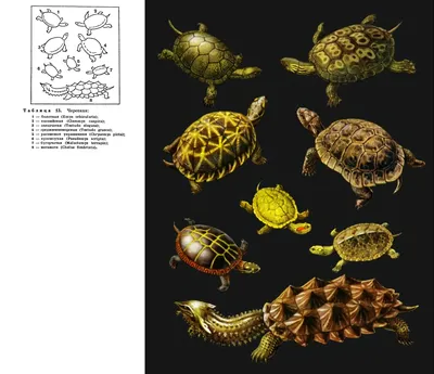 Красноухая черепаха — Trachemys scripta elegans. Экспозиция Экспозиция  \"Экзотариум\". Сахалинский зооботанический парк.