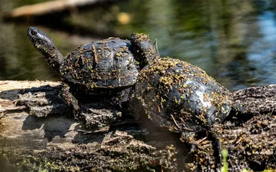 Купить Корм для черепах TETRA ReptoMin Sticks L в виде палочек для водных  черепах 1000мл в Бетховен