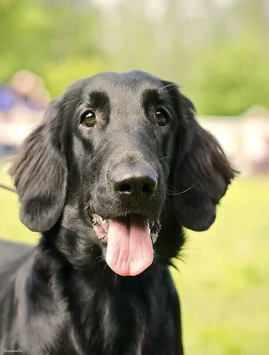 Прямошерстный ретривер черные цветы в золоте / Flat coated retriver black  flovers/gold - Породистая Гжель