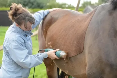 Пин от пользователя Ana Rojo на доске Horses