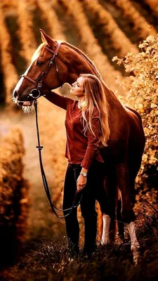 Pin by Людмила Ланина on Прически лошадей. | Arabian horse, Horses,  Beautiful arabian horses