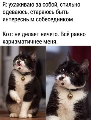 Приколи з котами фото