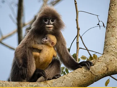 Прикольные фото обезьян. (17 фото) 🔥 Прикольные картинки и юмор
