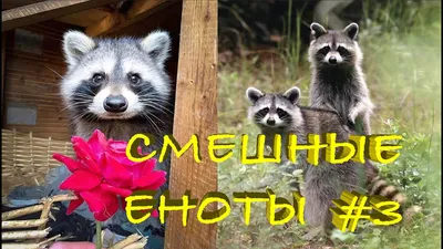 Прикольная картинка с енотом с микрофоном #картинки #фото #животные #приколы  #енот #музыка | Еноты, Животные, Енот