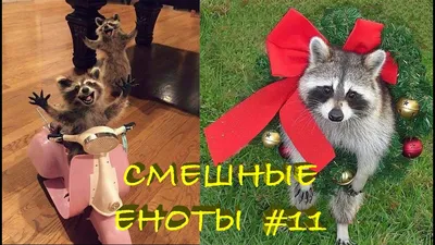 Эти милые-милые еноты. Читать обязательно, если енот-полоскун - животное  вашей мечты! | Пикабу