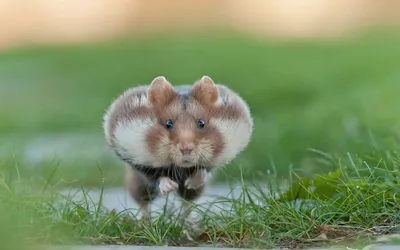 Dramatic Hamster - Imgur | Смешные хомячки, Смешные фотографии животных,  Фотографии животных