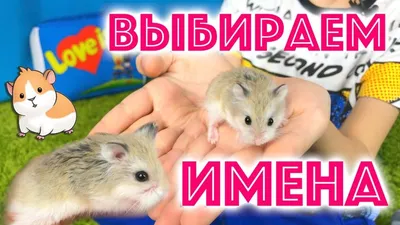 Сетчатые креативные шапки для хомяков с перьями для маленьких домашних  животных Необычные головные уборы Креативные шляпы для Хэллоуина для  маленьких домашних животных – лучшие товары в онлайн-магазине Джум Гик