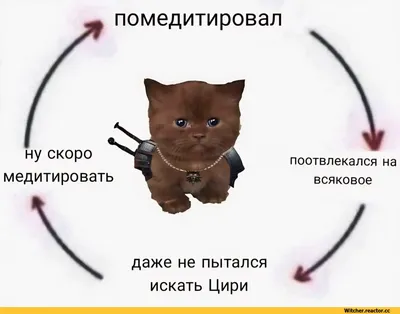 котэ (прикольные картинки с кошками) / смешные картинки и другие приколы:  комиксы, гиф анимация, видео, лучший интеллектуальный юмор.