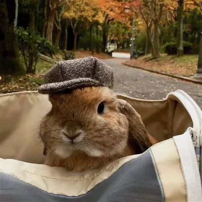 Необычные и интересные факты - 🐰Дикие кролики при беге способны развивать  скорость до 50-55 км/ч ⠀ 🐰Все 16 видов американских кроликов живут в лесах  и болотах, и не роют себе нор. К