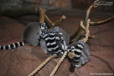 Мадагаскар в зоопарке Алматы: чем уникальны лемуры ᐈ новость от 14:04, 12  декабря 2023 на zakon.kz