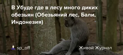 Создать мем \"обезьяна с надписью, обезьяна, обезьяна удивление\" - Картинки  - Meme-arsenal.com