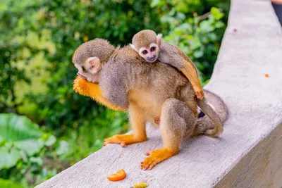 Обезьяны на Бали - Uluwatu и Monkey Forest Ubud