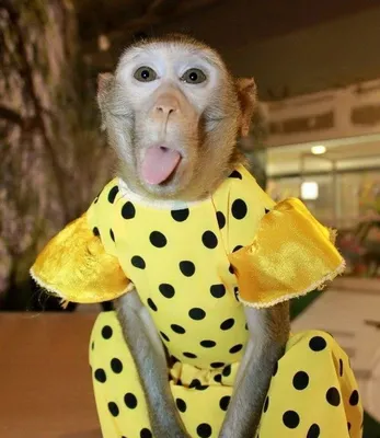 Прикольные обезьян в одежде фото