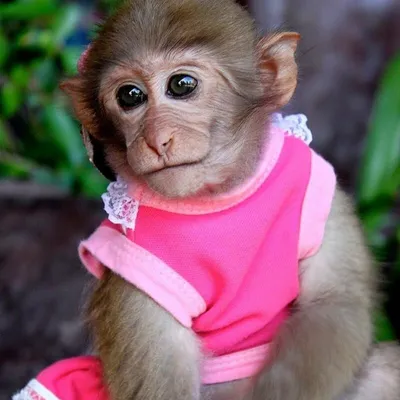 Прикольные обезьян в одежде фотографии