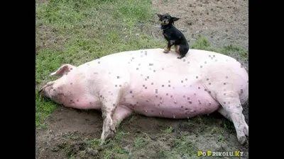 happy, pig, animal, funny, black, boar | Товары для животных, Домашние  свиньи, Смешные свиньи