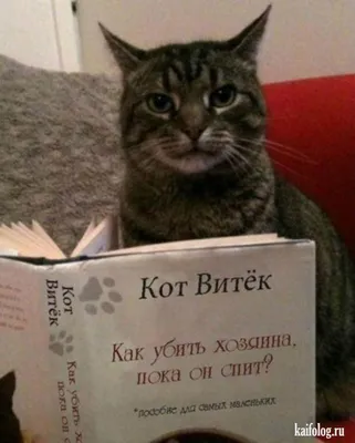 Русские приколы про животных (45 фото) | Funny cat pictures, Cats, Cat  reading