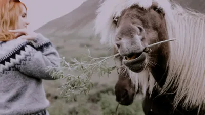 mane, фото лошади лицо прикольные, лошади обои, лошадь пони черная, Лошадь  белая, исландская лошадь, Видеосъемка свадеб Москва