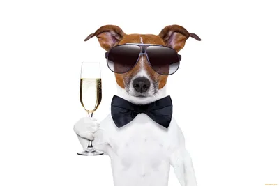 Обои Юмор и Приколы , обои для рабочего стола, фотографии юмор и приколы, новый,  год, dog, champagne, new, year, happy, шампанское, собака, очки, бокал Обои  для рабочего стола, скачать обои картинки заставки