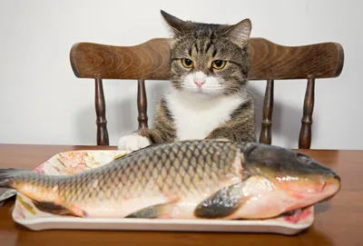 Обои на рабочий стол Кот смотрит на рыбку, лежащую перед ним на тарелке,  обои для рабочего стола, скачать обои, обои бесплатно