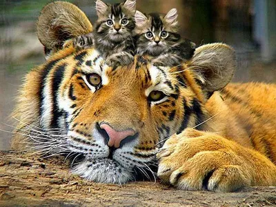 Обои на рабочий стол На голове тигра сидит пара котят, обои для рабочего  стола, скачать обои, обои бесплатно