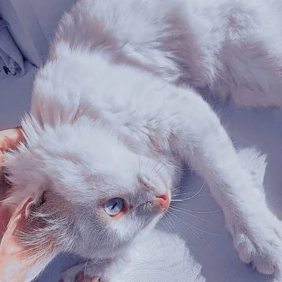 pastel #aesthetic #эстетика #обои #wallpaper #cats #коты #foundalighter |  Котята, Милые котики, Пушистые котята