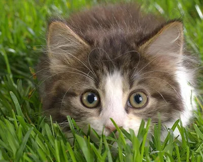 Прикольный котенок в траве, с котятами обои для рабочего стола, картинки,  фото, 1280x1024.