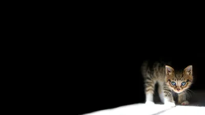Обои котята 1920x1080 фото обои котят 1920x1080 HD wallpapers cat скачать  обои высокого качества