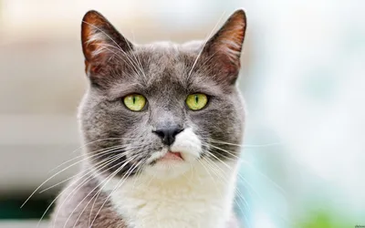 Ветеринария Сумщины - Инфекции верхних дыхательных путей у кошек