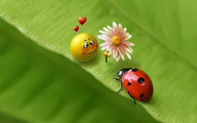 Фон рабочего стола где видно смайлик дарит цветок божьей коровке, картинка,  графика, зеленый лист, любовь, прикольные обои, Smiley gives a flower to a  ladybug, picture, graphics, green leaf, love, funny wallpaper