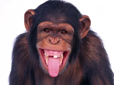 Приколы про обезьян фото