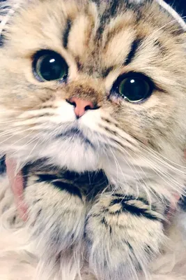 Приколы Смешние Ржачные Толстые | Cats, Animals, Close up