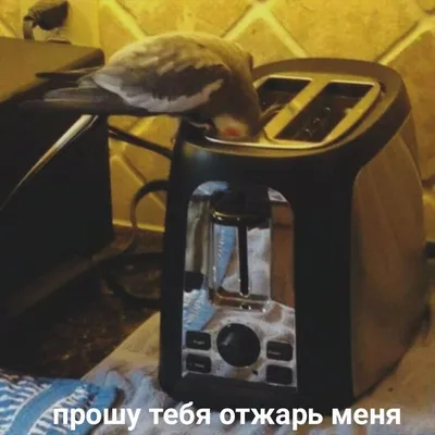 виноваты обои прикол｜TikTok Search