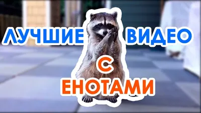 🦝Смешные фото животных. (часть 3) Енотик-полоскун) 🦝 | Андрей Хафизов |  Дзен