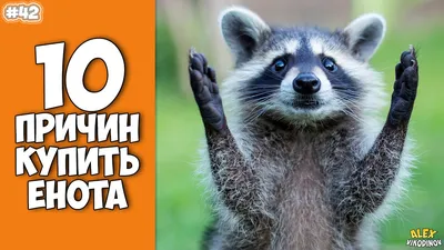 Cмешные ЕНОТЫ #24 / Приколы с ЕНОТАМИ 2022 / Funny Raccoons. - YouTube