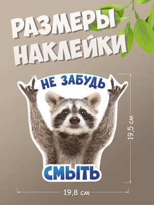 Как в Самаре спасают брошенных енотов - 2 июня 2023 - 63.ru