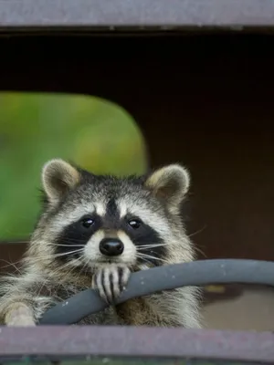 Еноты Обои для Iphone Юмор Фото HD Заставка | Raccoon, Animals, Silly
